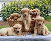 Adorable Golden Retriever Puppies For Sale offer Dogs & Puppies
