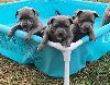Staffordshire Bull Terrier Puppies For Sale offer Dogs & Puppies