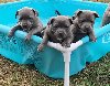 Staffordshire Bull Terrier Puppi... Picture