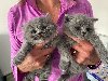  British Shorthair Kittens offer Cats & Kittens