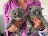  British Shorthair Kittens Picture