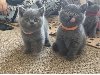  British Shorthair Kittens Picture