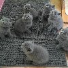  British Shorthair Kittens Picture
