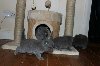  British Shorthair Kittens Picture