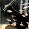 Predator Aquatics - Fish Species... Picture