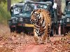 Ranthambore National Park Safari... Picture