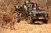 Ranthambore National Park Safari... Picture