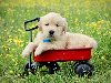 Chunky Golden Retriever Puppies For Sale offer Dogs & Puppies